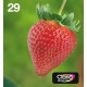Epson Multipack 4-colours 29 EasyMail C13T29864511 Epson Multipack 4-colours 29 EasyMail C13T29864511
